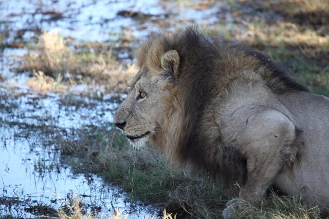 lion1 lion1